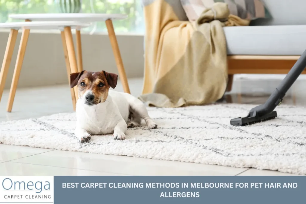 Best Carpet Cleaning Methods in Melbourne for Pet Hair and Allergens