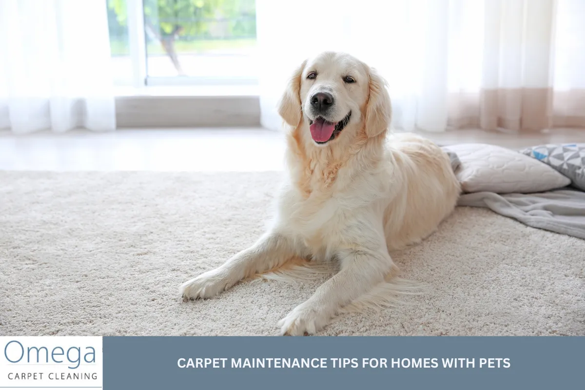 Carpet Maintenance Tips for Homes with Pets