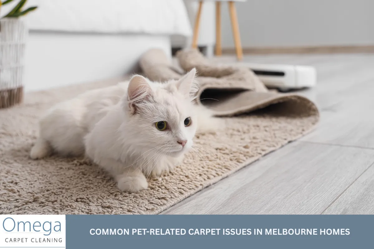 Common Pet-Related Carpet Issues in Melbourne Homes