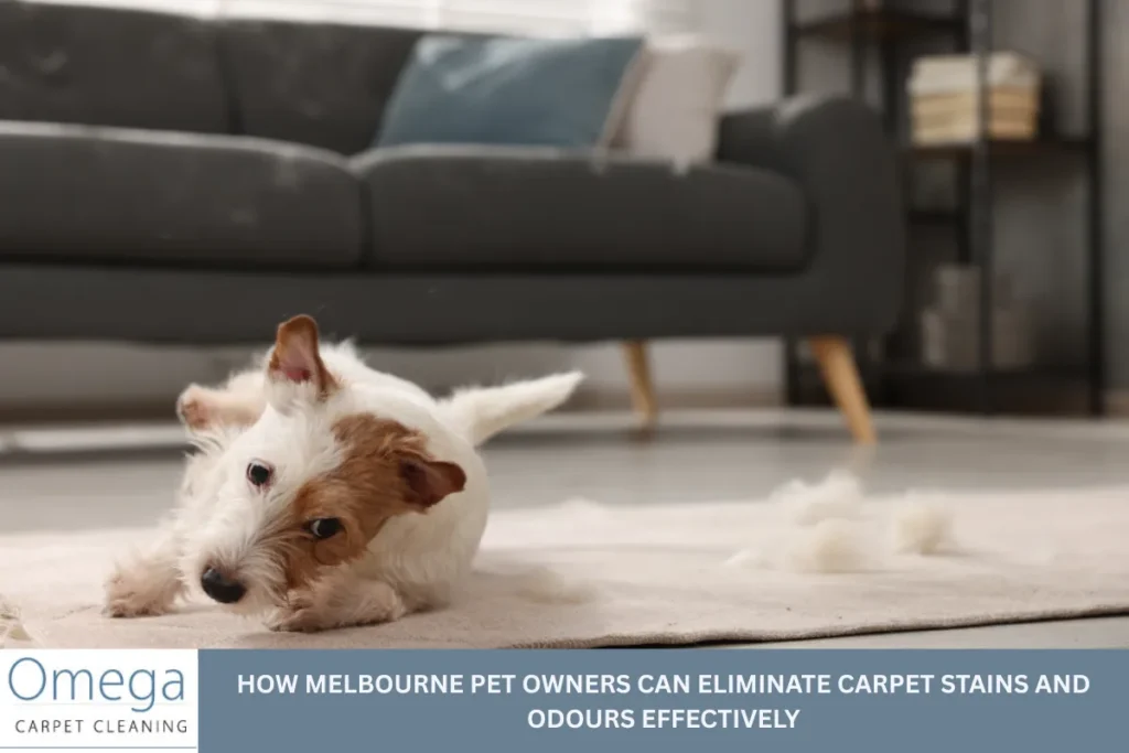 How Melbourne Pet Owners Can Eliminate Carpet Stains and Odours Effectively