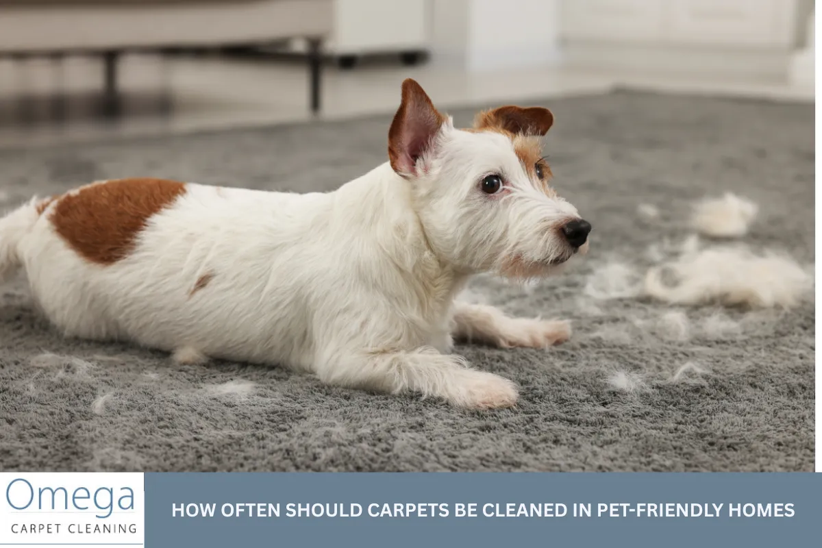 How Often Should Carpets Be Cleaned in Pet-Friendly Homes