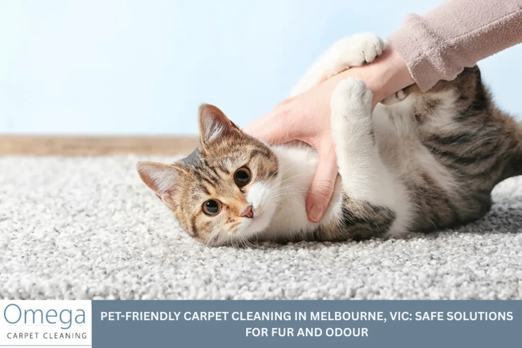 Pet-Friendly Carpet Cleaning in Melbourne, VIC: Safe Solutions for Fur and Odour