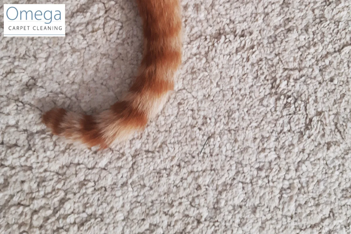 Seasonal Carpet Care Tips for Melbourne Weather
