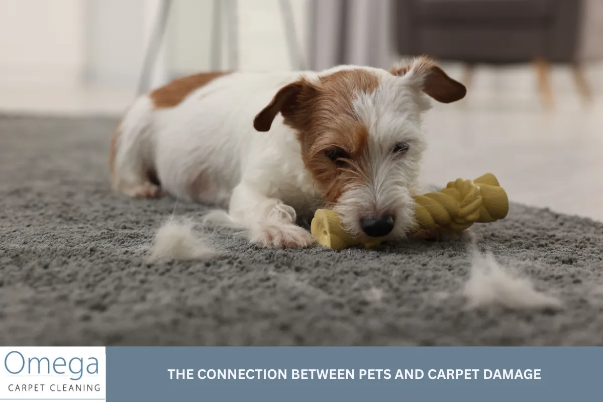 The Connection Between Pets and Carpet Damage