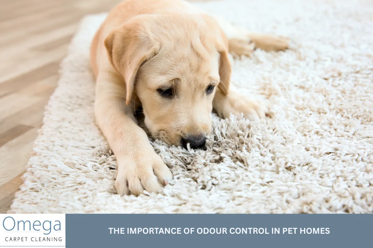 The Importance of Odour Control in Pet Homes
