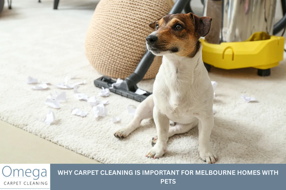 Why Carpet Cleaning Is Important for Melbourne Homes With Pets