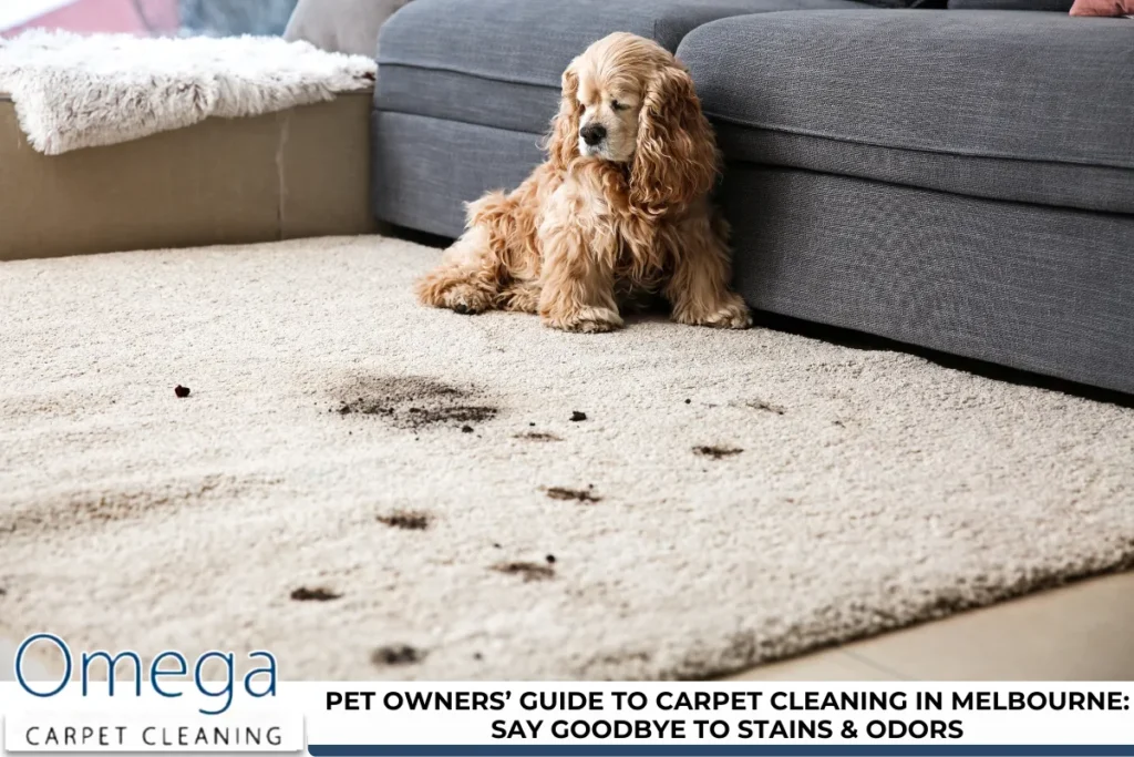 Pet Owners’ Guide to Carpet Cleaning in Melbourne: Say Goodbye to Stains & Odors