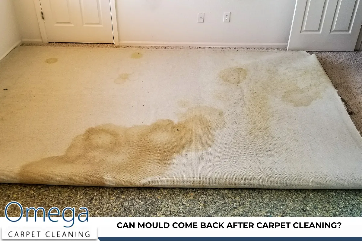 Can mould come back after carpet cleaning?