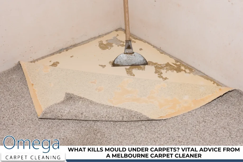 What Kills Mould Under Carpets? Vital Advice from a Melbourne Carpet Cleaner