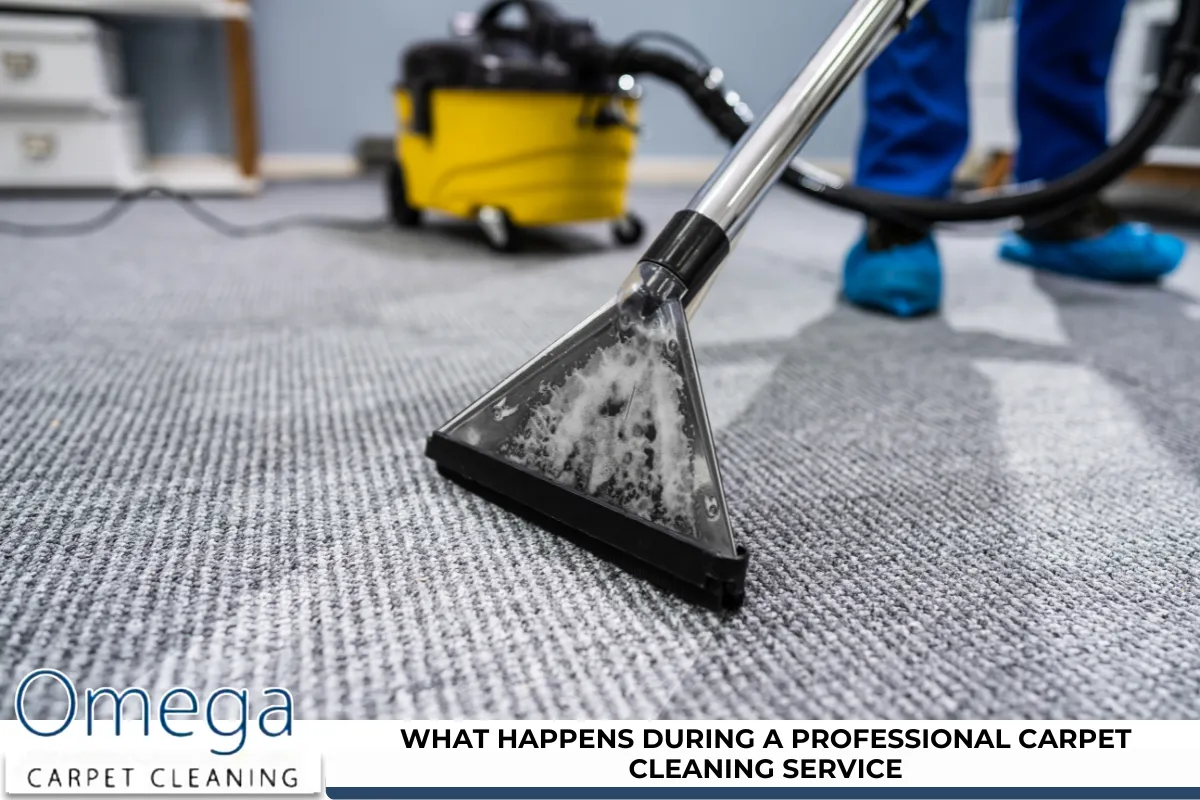 What happens during a professional carpet cleaning service
