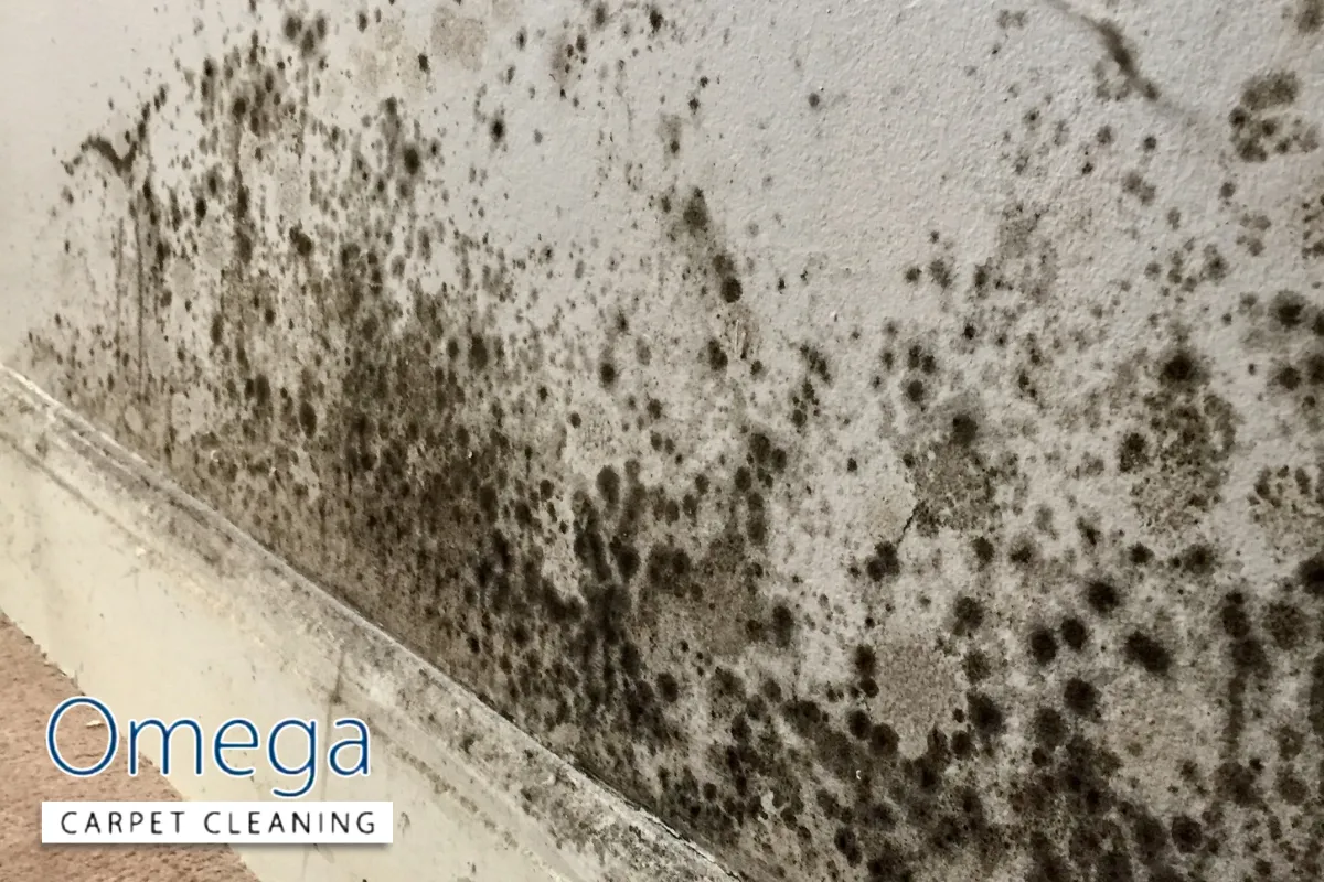 Why mould under carpets is a health concern
